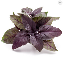 Basil 'Purple Ruffles' (Ocimum Basilicum)