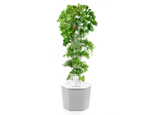 Aerospring Garden Pro - 12 sections, 36 plants Price