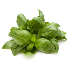 Basil 'Purple Ruffles' (Ocimum Basilicum)